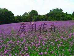 潍坊口碑好的柳叶马鞭草厂家直销:贵州柳叶马鞭草图片|潍坊口碑好的柳叶马鞭草厂家直销:贵州柳叶马鞭草产品图片由青州市彦明花卉苗木种植专业合作社公司生产提供-