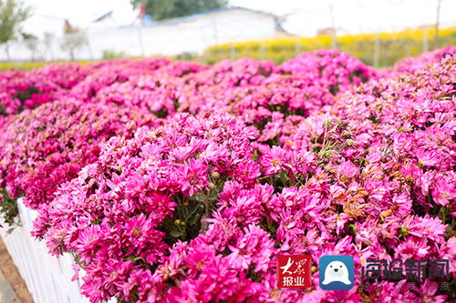 小花卉种出大财富 邹平好生街道花卉种植富了群众美了村庄